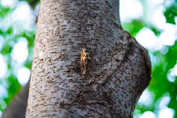 A cicada sits on a tree on hot summer day, closeup shot. Slow motion. Korea