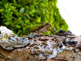 A cicada sits on a tree on hot summer day, closeup shot. Slow motion. Korea