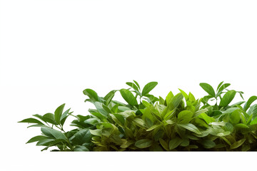 Obraz premium Green leafy trees and bushes in front of white background