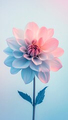 Close Up Of A Dahlia Flower With Pink And Blue Petals abstract background