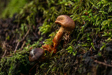 Pilz geknickt in Mooslandschaft, Mushroom bent in moss landscape