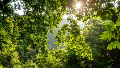 Fototapeta premium Lush green foliage frames a sunlit vista of a dense forest canopy.