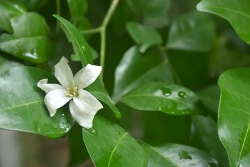 orange jasmine tropical flower scented on night falling on leaf with drop of water after rain 