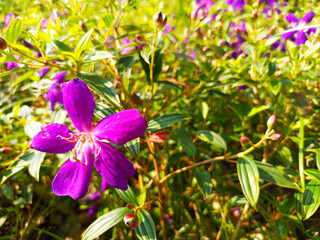 Tropical Purple Melastoma Flowers in Bloom – Close-Up and Garden Views, Vibrant Purple Wildflowers in Green Foliage – Nature Photography Collection, Melastoma Malabathricum Flowers.