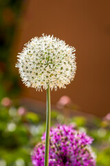 White ornamental onion flower, Latin Allium, on a green stem and brown background