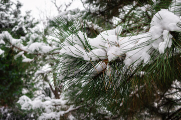 Close-up photo of snow covered green fir tree branches after a snowfall  in the mountains. Branches of coniferous trees covered with snow in the forest. Peaceful winter landscape. Cold snowy weather