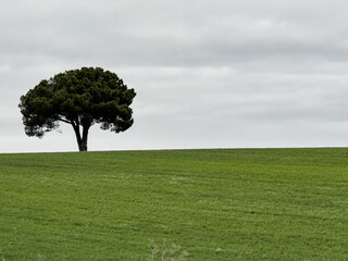 Aquilino pine in a green field in Osornillo, Palencia