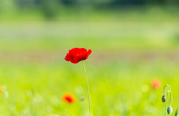Obraz premium Beautiful red poppy flower against blurry green background. Red poppy in bloom on a background of wonderful colors. There is a very peaceful calm, almost poetic and vibrant feeling to the early summer