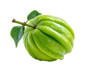 Harvesting fresh chayote squash in a sunny garden nature isolated on transparent background, png