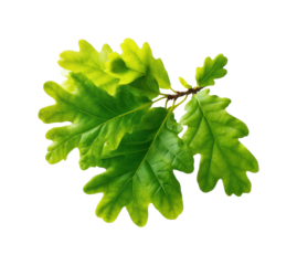 Vibrant green oak leaves nature botanical isolated on transparent background, png