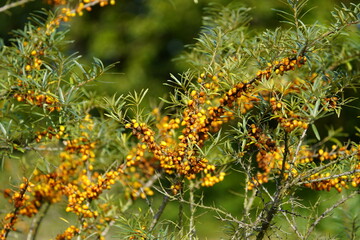 Bushes of Hippophae rhamnoides, oleaster family (Elaeagnaceae). Mecklenburg-Western Pomerania,...