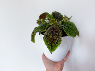 Close-up of Pilea involucrata, also known as Friendship Plant, with textured green and bronze...