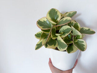 Close-up of a lush variegated Peperomia obtusifolia (Baby Rubber Plant) in a white flowerpot in...