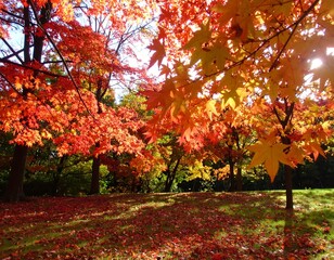 Vibrant autumn foliage displaying a spectacle of color in a tranquil forest scene