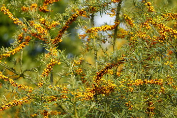 Bushes of Hippophae rhamnoides, oleaster family (Elaeagnaceae). Mecklenburg-Western Pomerania,...