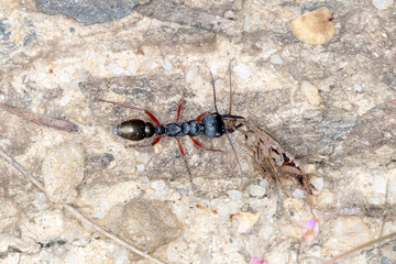 Close Up of Bull Ant Carrying Grasshopper Prey