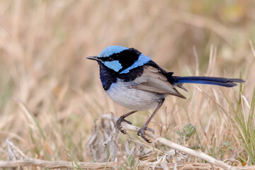 Superb Fairywren in Breeding Plumage on Natural Perch © Andrew