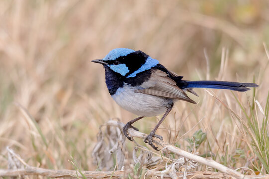 Superb Fairywren in Breeding Plumage on Natural Perch