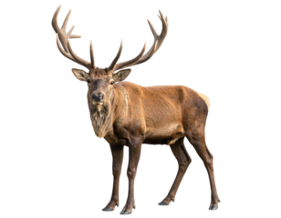 A clean reindeer silhouette in mid-leap, black flat vector style with visible antlers, modern minimal design, isolated on transparent background.
