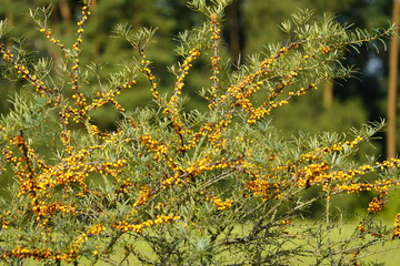 Bushes of Hippophae rhamnoides, oleaster family (Elaeagnaceae). Mecklenburg-Western Pomerania,...