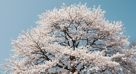 Beautiful cherry blossom tree in full bloom against a clear blue spring sky