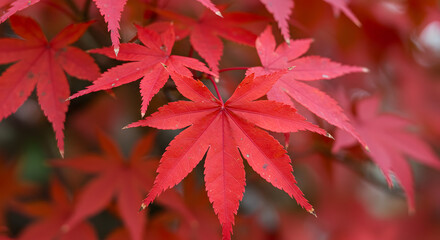 Vibrant Red Japanese Maple Leaves in Autumn. Close-up of Fiery Fall Foliage.