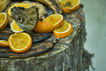 Butterfly on Orange Slices