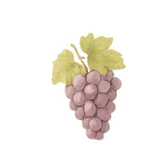 Fototapeta premium Juicy Purple Grape Cluster Illustration for Winery Art