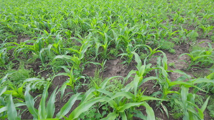 A Stunningly Vibrant Cornfield Displaying Lush Green Growth Under the Warm Sunlight