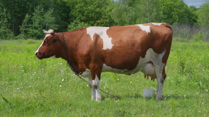 Naklejka premium A Graceful Cow Grazing Comfortably in a Beautiful and Lush Green Field of Soft Grass