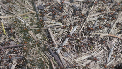 A Detailed CloseUp of Ants Actively Foraging on the Ground Surface of Their Habitat