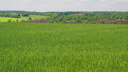 Obraz premium Vast and Expansive Lush Green Fields with Rolling Hills Underneath a Beautiful Clear Blue Sky