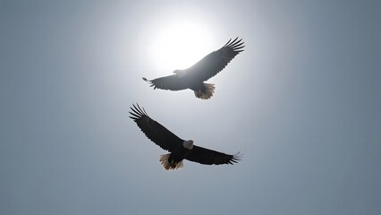Obraz premium Two Eagles Soaring Against a Bright Sky