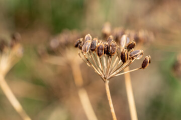 Dried dill in the garden