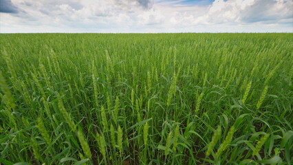 A Picturesque Lush Green Field Underneath a Bright Blue Sky with Fluffy White Clouds