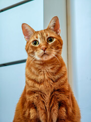 A tiny tiger in disguise