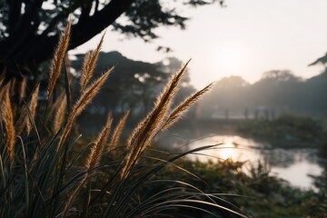 Obraz premium Golden sun glow on tall grass. Scenic sunset over a tranquil river with lush vegetation. Natural landscape for summer and autumn projects.