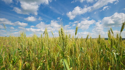 A Beautiful Lush Green Field Under a Clear Blue Sky Adorned with Fluffy White Clouds