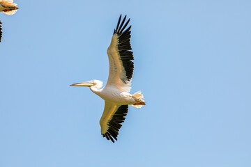 pelican in flight