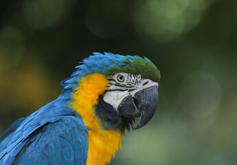 Portrait of a parrot at the bird park, France Villars-les-Dombes