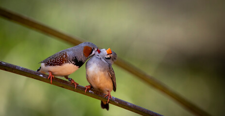 Portrait of a zebra finch. Day at the bird park in Villars-les-Dombes, France
