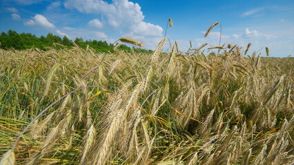A Vast Golden Field of Wheat Stretching Beneath a Clear Blue Sky Full of Blissful Clouds