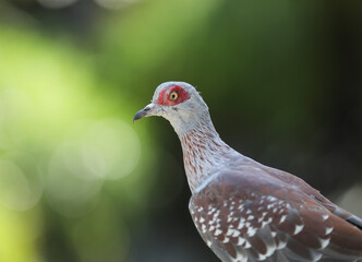 Portrait of a pigeon. Day at the bird park in Villars-les-Dombes, France