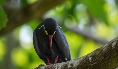 Portrait of a sterne inca. Day at the bird park in Villars-les-Dombes, France
