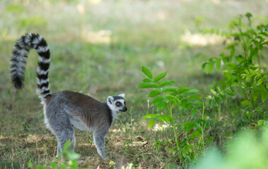 Lemur at the bird park in Villars-les-Dombes, France