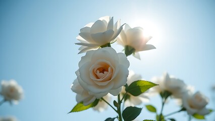 White roses against a clear blue sky, softly highlighted by natural sunlight.