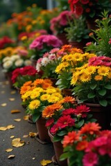 Naklejka premium Vibrant Bedding Plants Ready for Spring Planting Colorful Assortment in Pots for Gardens, Landscaping, and Home Decor