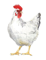 Watercolor illustration with hen. Hand drawn. Young white hen isolated on white background