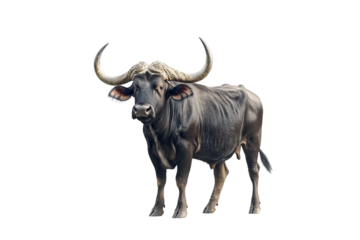 Strong buffalo side pose isolated on transparent background