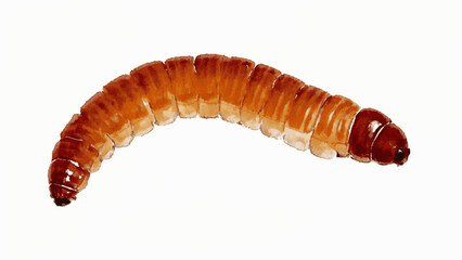 Earthy Crawler: Yellow Mealworm isolated watercolor vector illustration svg